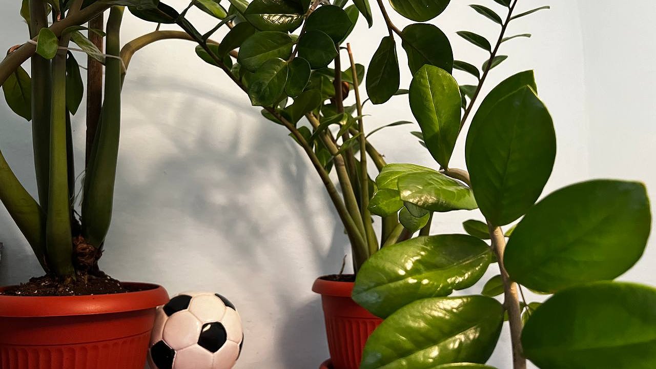 Главная картинка новости: Высасывают все силы и здоровье: эти три растения-вампира не в коем случае нельзя держать дома