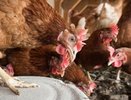 Жители станицы Натухаевская в Новороссийске жалуются на невыносимый запах