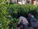 Лавровишня украсит Новороссийск на протяжении всего года