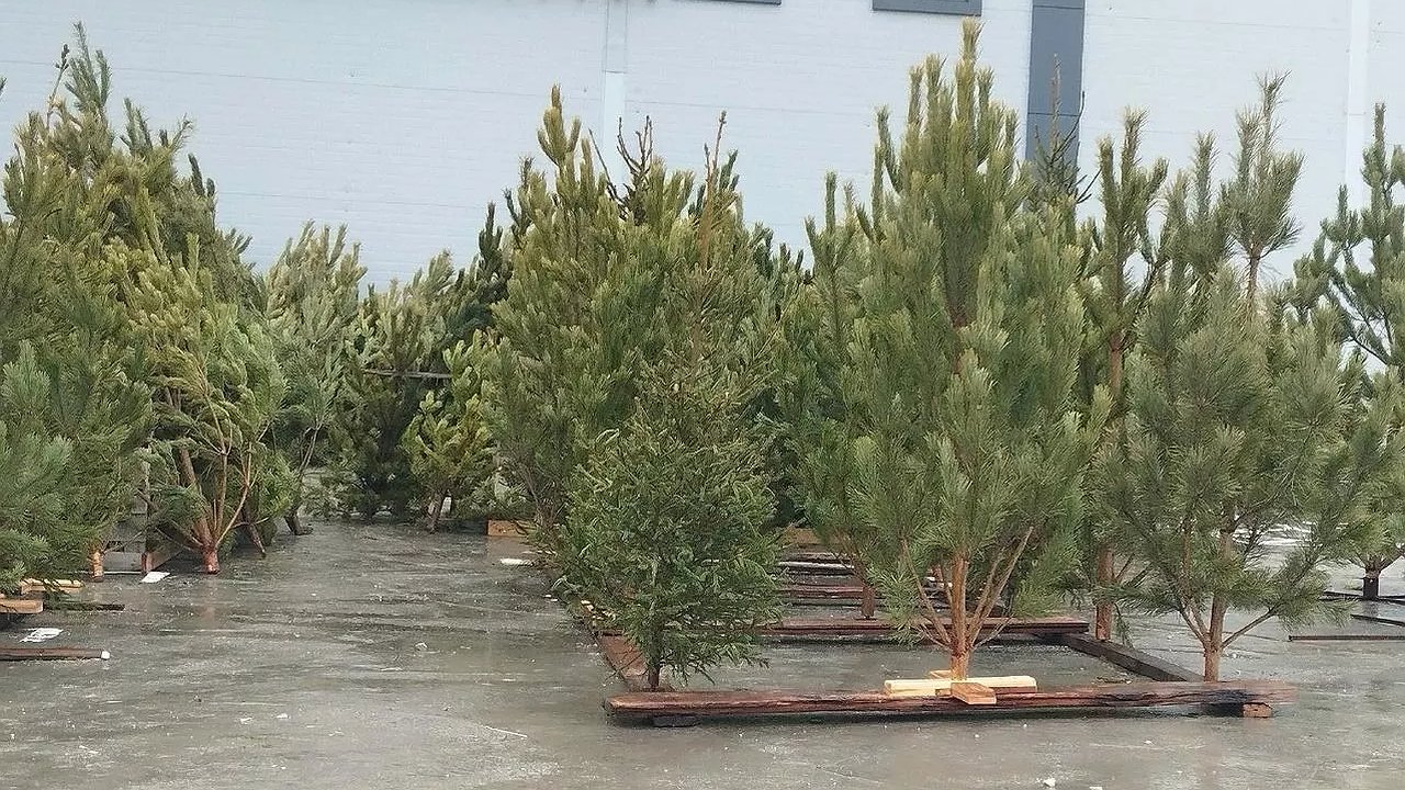 Главная картинка новости: Елочные базары Новороссийска: высокие цены и отсутствие интереса у покупателей