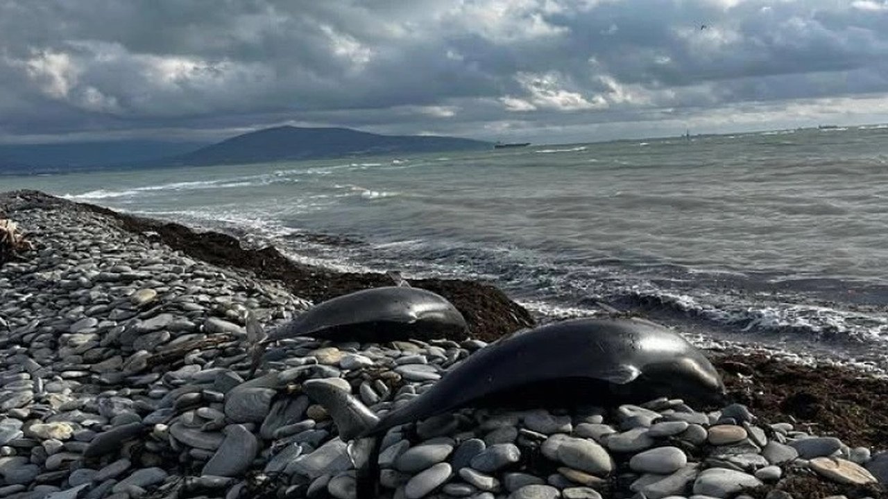Главная картинка новости: Трагедия на побережье Новороссийска: массовая гибель дельфинов и рыбы
