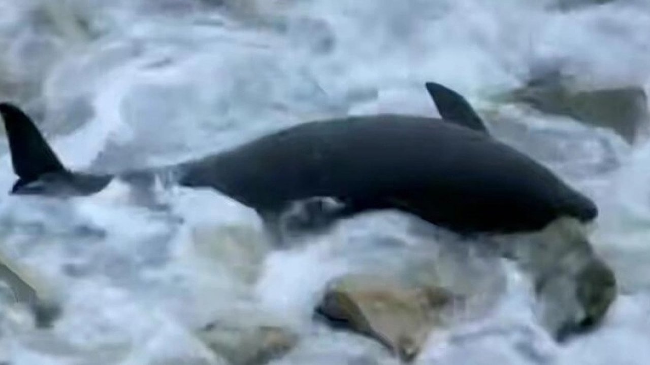 Главная картинка новости: Экологическая катастрофа в Керченском проливе: число жертв продолжает расти