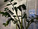 2 ложки на 1 литр – и в цветах никогда не будет грибка и мошек: цветоводы нереально счастливы