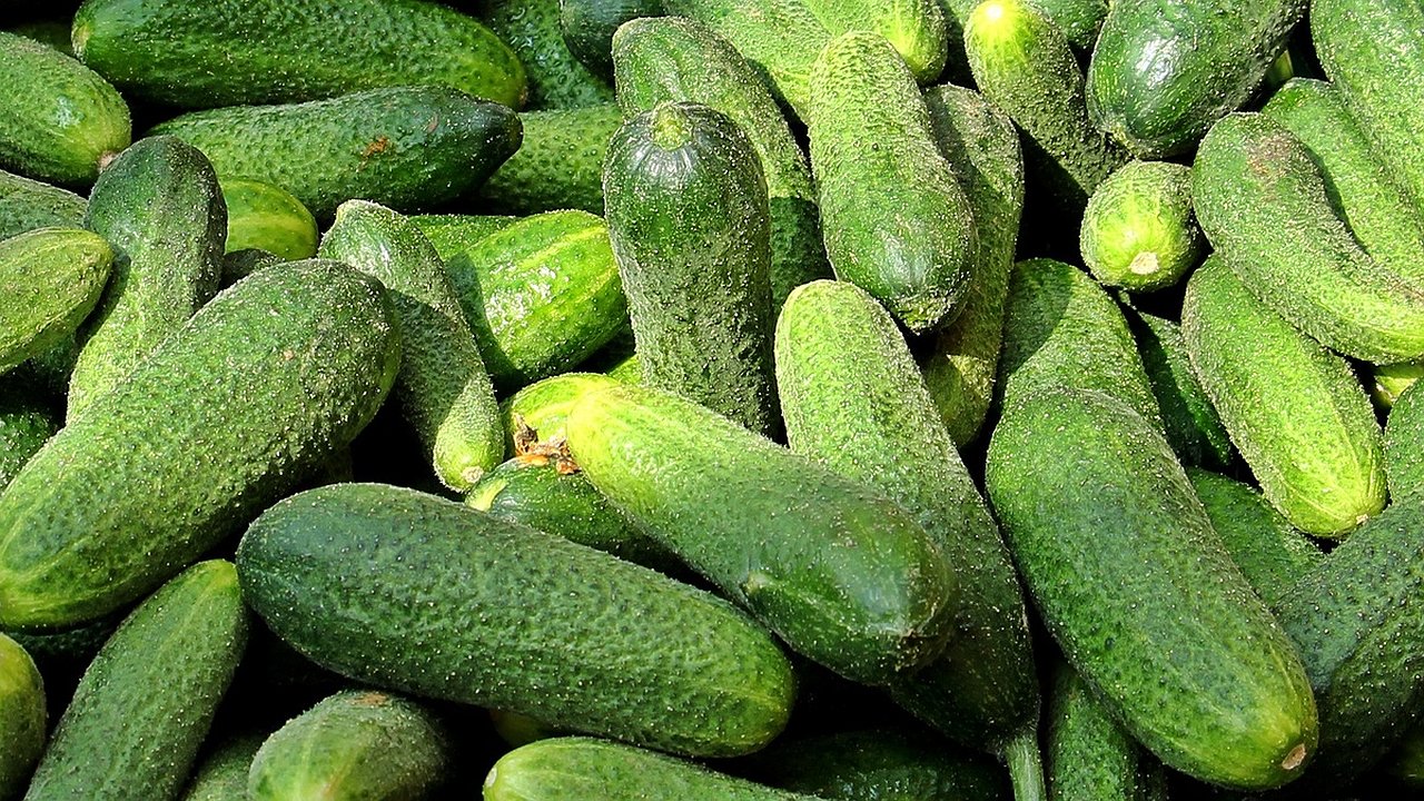 Главная картинка новости: Хитрые дачники сажают перед Новым годом и собирают огурцы уже в конце января: секрет, о котором вы не знали
