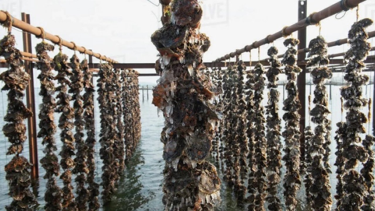 Главная картинка новости: Употребление морепродуктов из загрязненных районов Черного моря может быть опасным