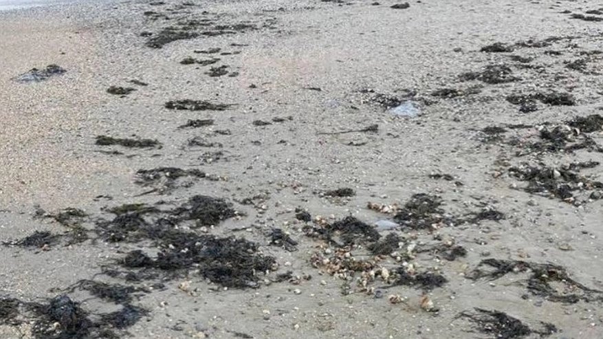 Главная картинка новости: Загрязнение Черного моря: Разлив мазута угрожает уникальной экосистеме региона