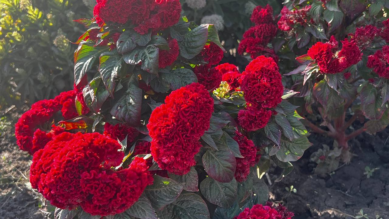 Главная картинка новости: Бархатцы вредят: оказывается, эти, безусловно, полезные растения, полезны далеко не во всем