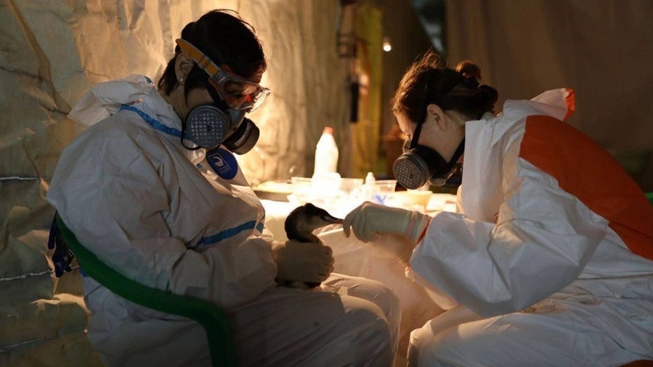 Главная картинка новости: В Новороссийске открыли мойку для пострадавших от разлива мазута птиц