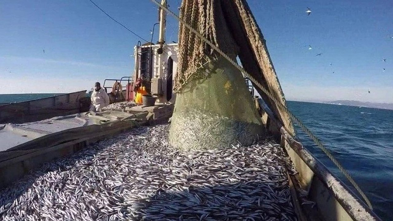 Главная картинка новости: Госдума призывает к временным ограничениям на вылов рыбы и усилению контроля за морепродуктами