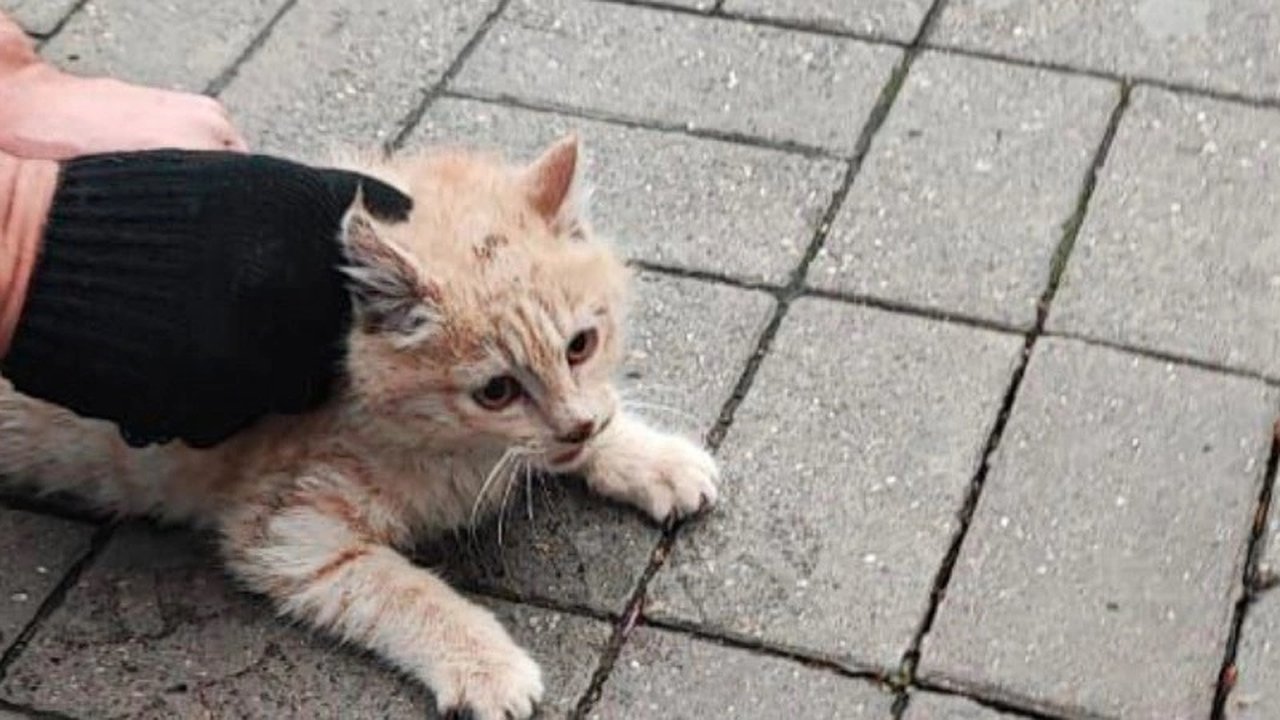 Главная картинка новости: Новороссийск: Спасатели освободили кота, застрявшего в канализационной трубе