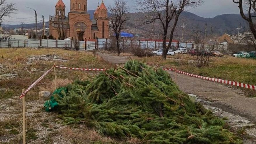 Главная картинка новости: Новороссийск: сбор новогодних деревьев для переработки и вторичного использования