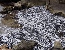 В Севастополе зафиксирован массовый выброс хамсы: ученые начинают расследование