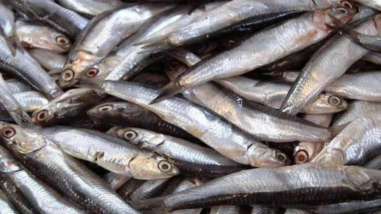 Главная картинка новости: В Сочи, Новороссийске и Туапсинском районе проведены проверки морепродуктов после крушения танкеров