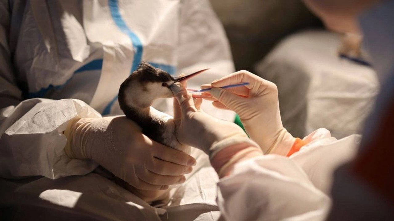 Главная картинка новости: Новороссийские волонтеры по спасению птиц переехали в новое помещение