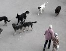 Новороссийск: Проблема бродячих собак требует решения, но отлов животных задерживается