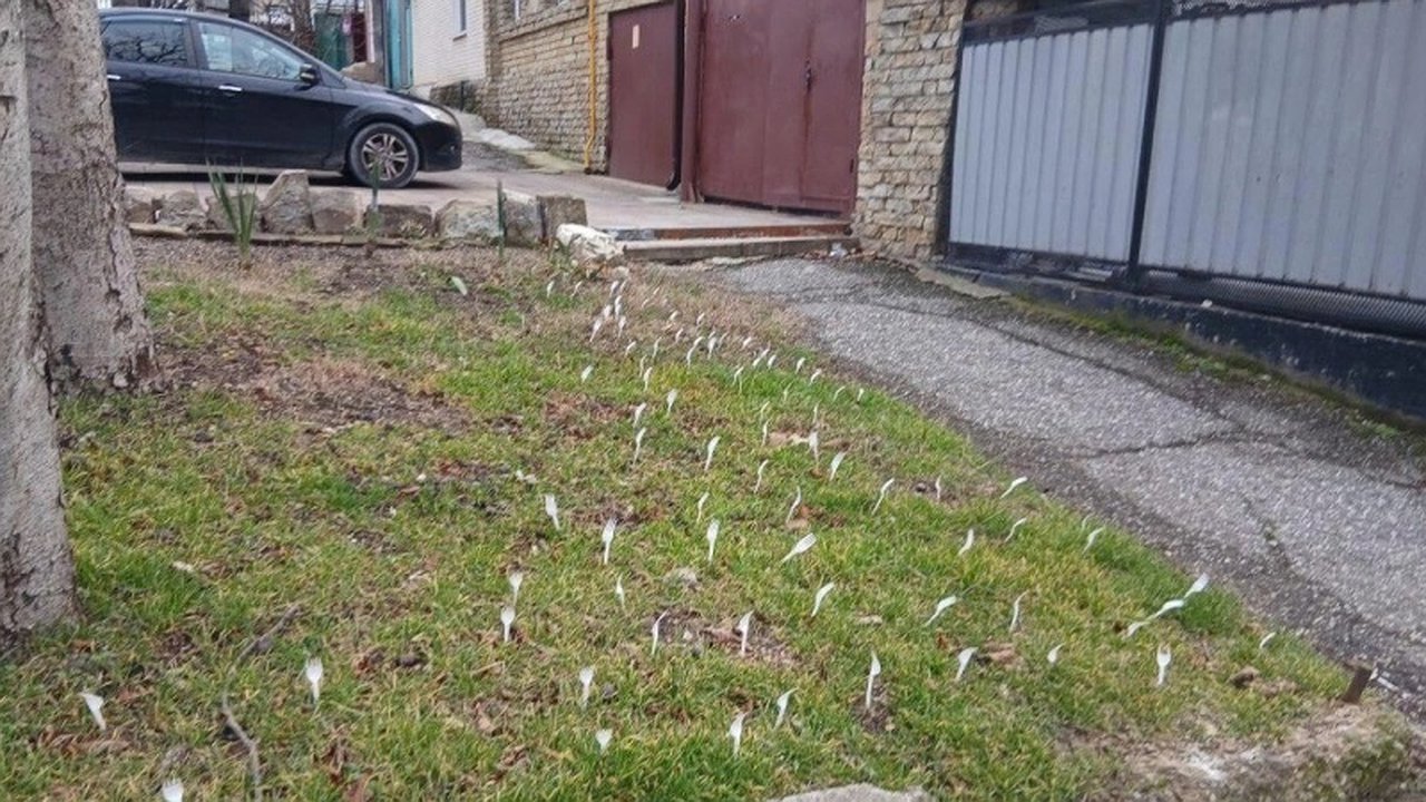 Главная картинка новости: Необычное оформление газона в Новороссийске: пластиковые вилки исчезли до приезда чиновников