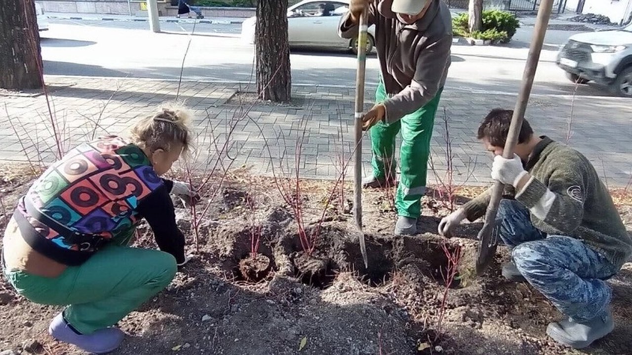 Главная картинка новости: Новороссийск продолжает программу озеленения: планы на 2025 год