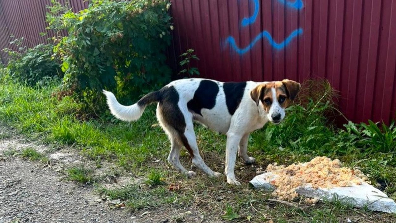 Главная картинка новости: Активисты просят горожан о поддержке в борьбе с бродячими собаками