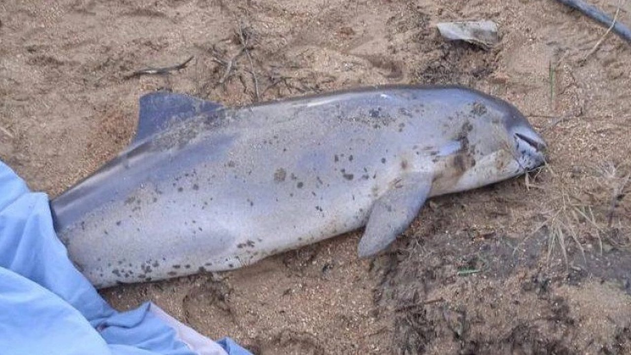 Главная картинка новости: Керченский пролив: Специалисты не могут точно оценить количество погибших дельфинов после разлива мазута