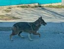 Шакал на улицах Новороссийска: местные жители в панике