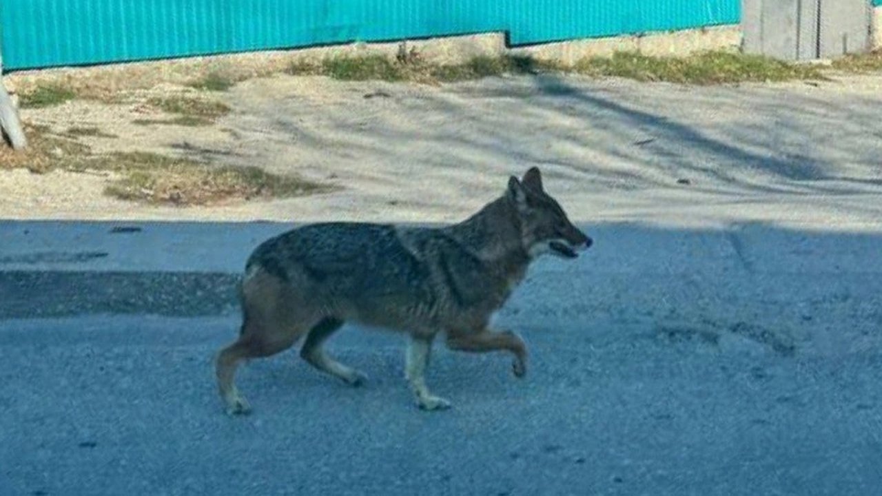 Главная картинка новости: Шакал на улицах Новороссийска: местные жители в панике