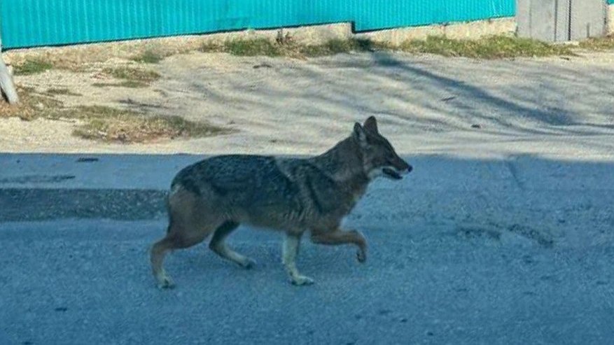 Главная картинка новости: Шакал на улицах Новороссийска: местные жители в панике