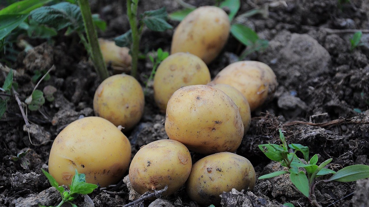 Главная картинка новости: Такому картофелю позавидуют даже в Беларуси: высокоурожайный и очень вкусный — не сорт, а фантазия дачника