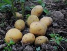 Такому картофелю позавидуют даже в Беларуси: высокоурожайный и очень вкусный — не сорт, а фантазия дачника