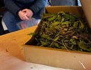В Новороссийске задержан мужчина за незаконное хранение и культивирование конопли