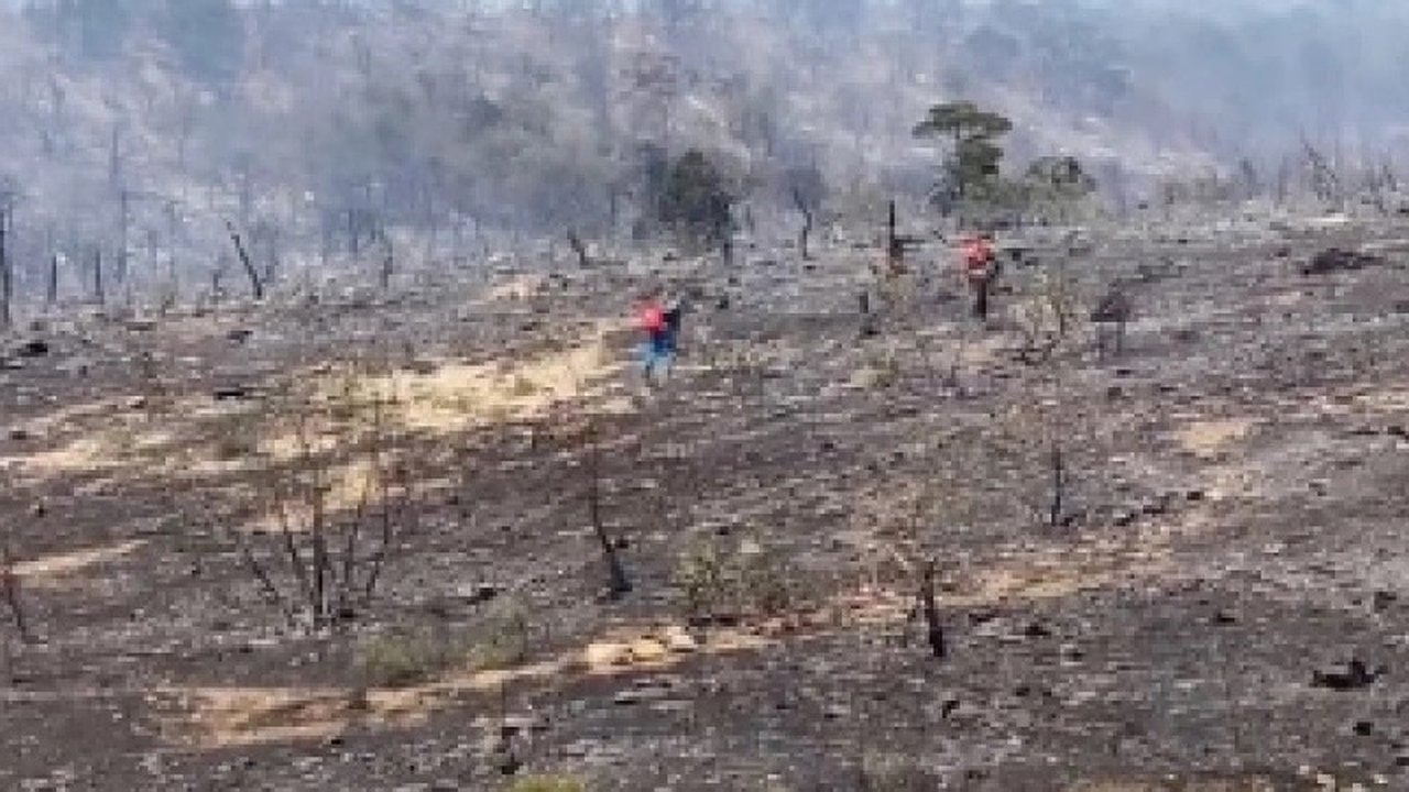 Главная картинка новости: Лесной пожар в Абраусском заказнике: ущерб экосистеме и планы восстановления