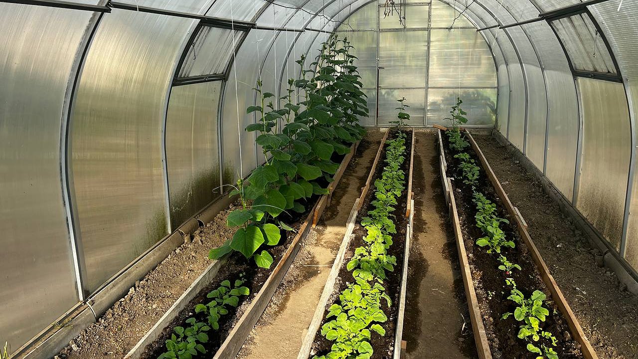 Главная картинка новости: Замочите семена перца и томата в хлоргексидине: специалисты считают его лучшим против всякой заразы