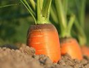 Сею и не вырываю: как посадить морковь, чтобы потом не прореживать, советуют эксперты