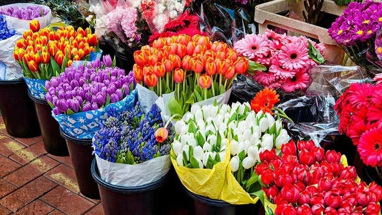 Главная картинка новости: Новороссийск готовится к 8 марта: где купить свежие цветы для любимых