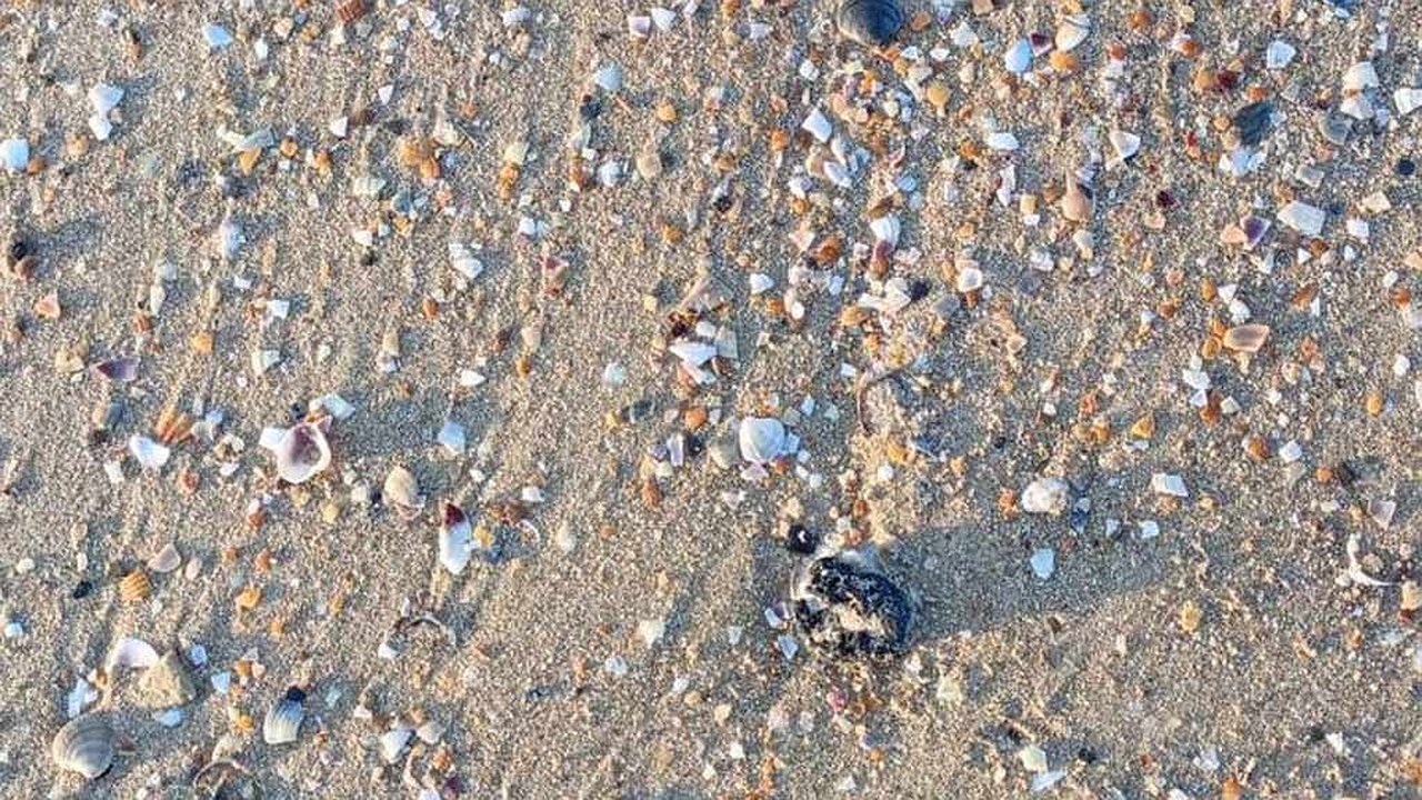 Главная картинка новости: Волонтеры продолжают борьбу с загрязнением побережья, но их число сокращается