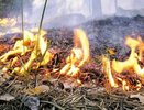 Лесной пожар в Геленджикском лесничестве: площадь возгорания достигла одного гектара
