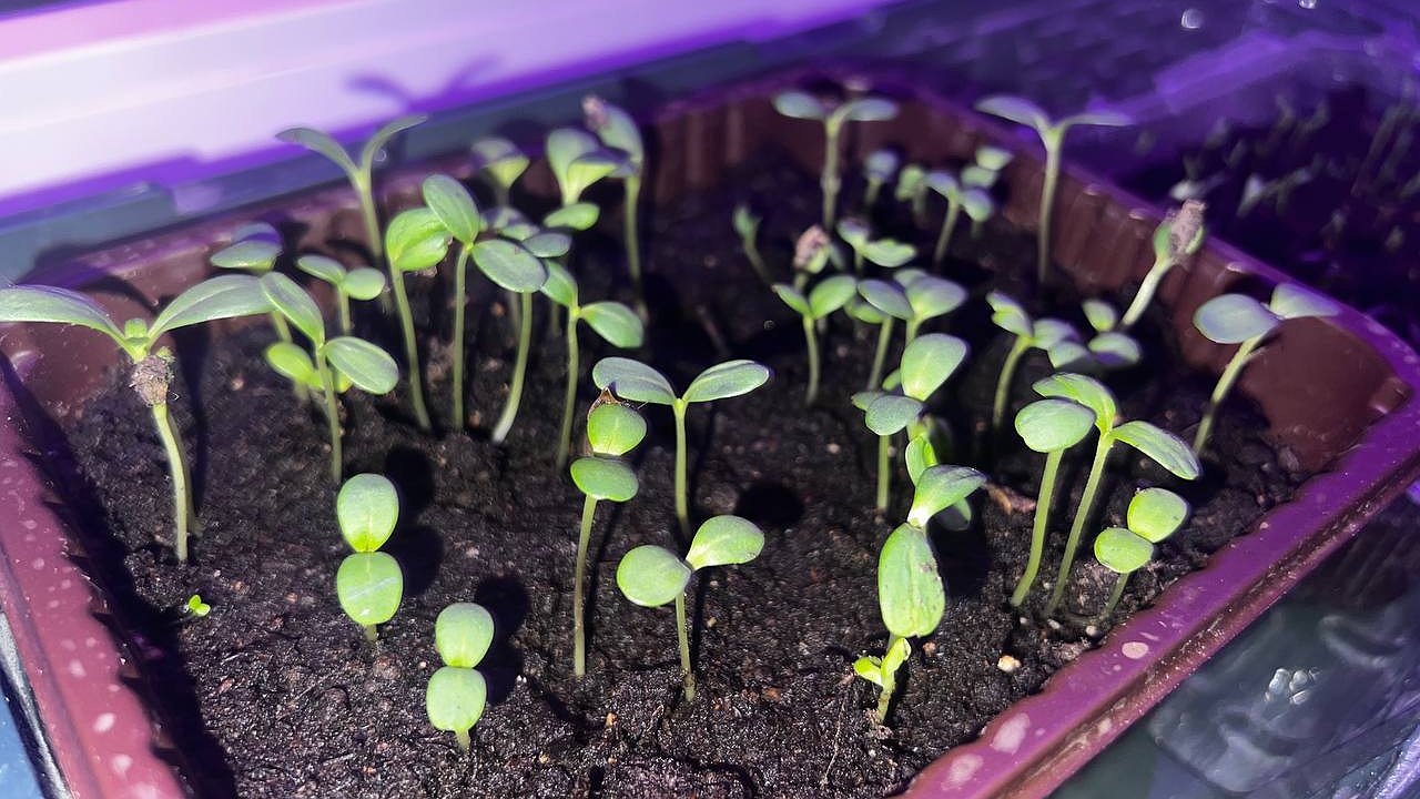 Главная картинка новости: Сколько дней должно быть рассаде (список всех культур), чтобы высаживать ее в грунт, ведь это самый важный этап