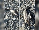 Новороссийск: на пляжах обнаружены мертвые птицы, пострадавшие от мазута
