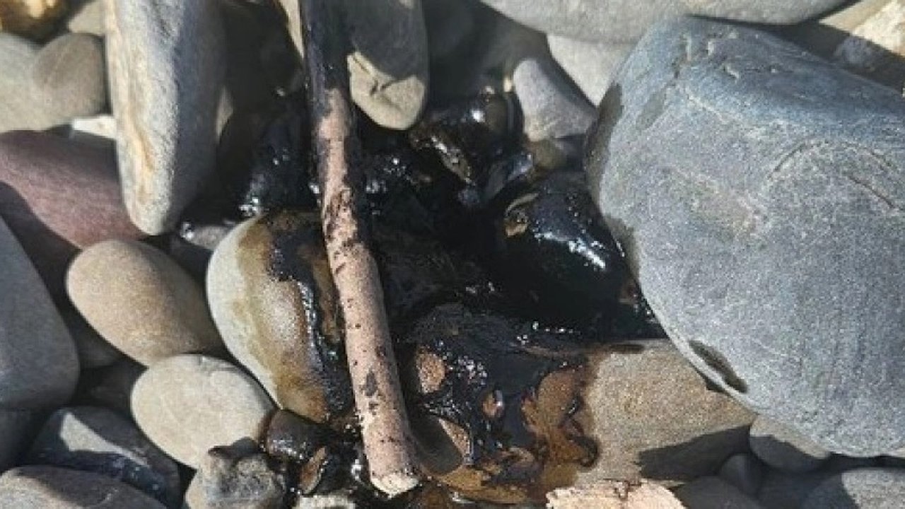 Главная картинка новости: Новороссийск: жители обнаружили загрязненные пляжи и обсуждают проблему в соцсетях