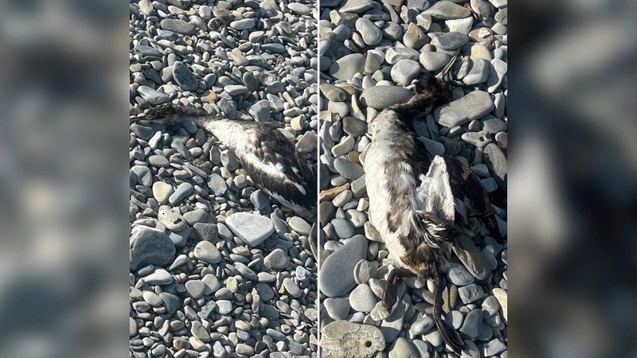 Главная картинка новости: Новороссийск: на пляжах обнаружены мертвые птицы, пострадавшие от мазута