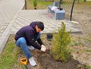 Волонтеры Новороссийска высадили засухоустойчивые растения в парковой аллее