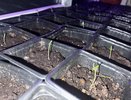 1 капля на 1 литр – и рассада перцев растет не по дням, а по часам: не хилые стебли, а плотные крепыши