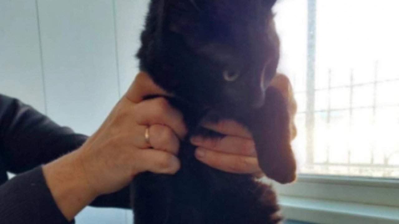 Главная картинка новости: Кот-нелегал из Турции: судьба Бурака решается в Новороссийске