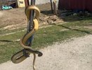 В Новороссийске спасатели освободили жилье от змеи: весна приносит неожиданных гостей
