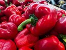 В длину 15 сантиметров – за таким сортом перцев дачники охотятся: толстые стенки и насыщенный вкус