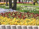 Новороссийск преобразится: почти 120 тысяч растений украсят городские улицы и площади