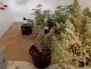 В Новороссийске задержан мужчина за незаконное хранение и выращивание наркотиков