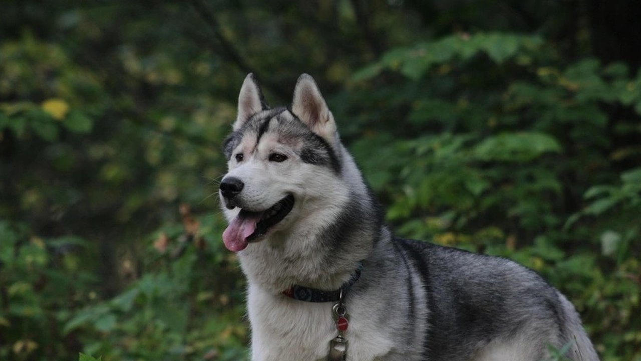 Главная картинка новости: Новороссийск выделяет средства на отлов и стерилизацию бездомных собак