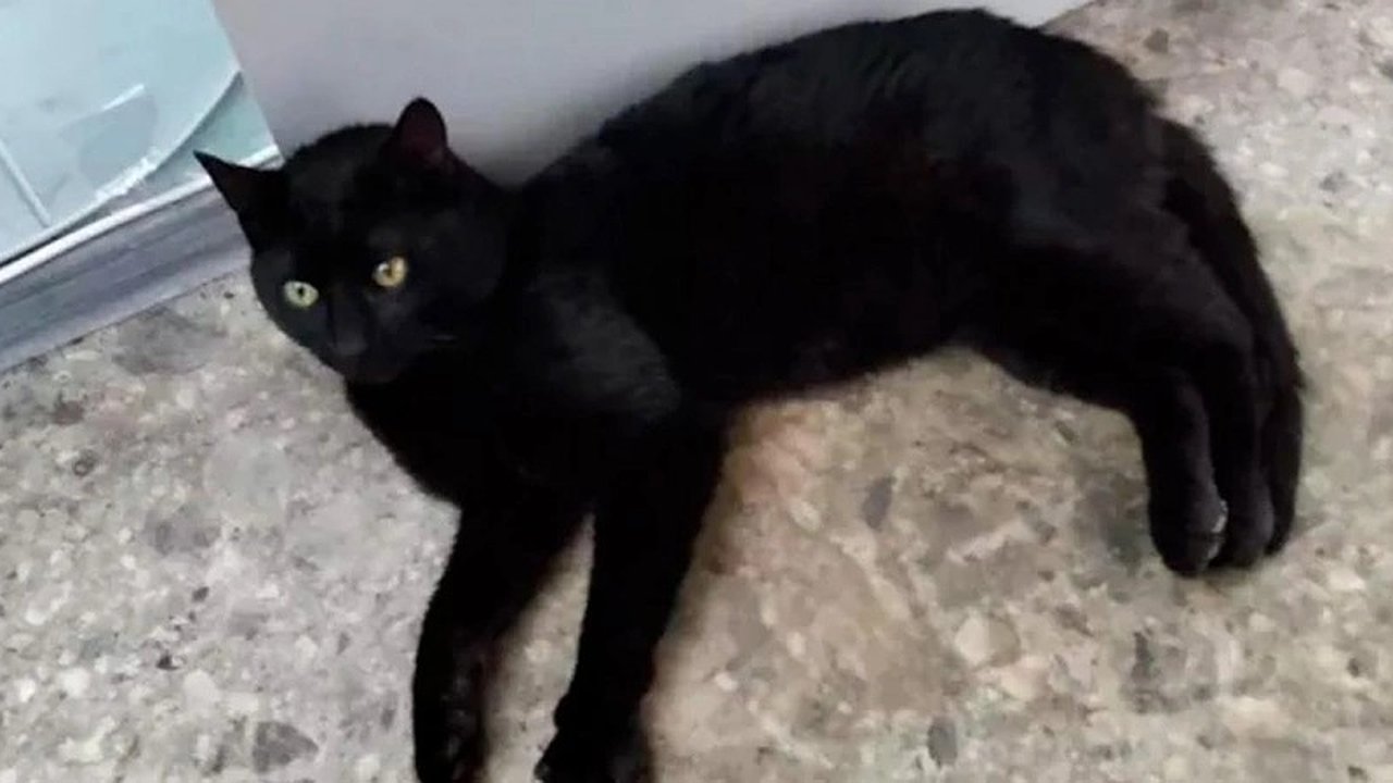 Главная картинка новости: Кот Бурак из Стамбула застрял в Новороссийском порту: моряки заботятся о животном