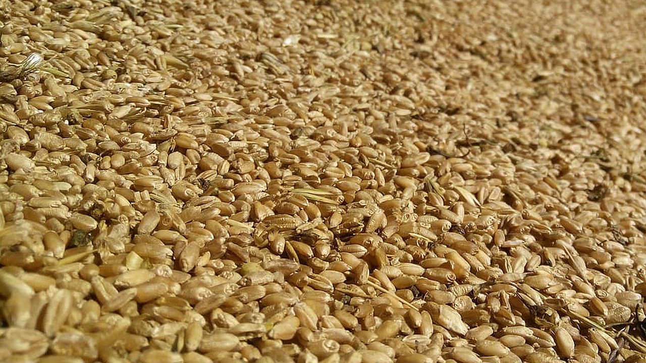 Главная картинка новости: Ваш организм скажет вам "спасибо": по мнению ученых эта каша самая полезная