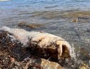 Жители Новороссийска обеспокоены состоянием экосистемы озера Абрау